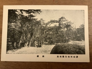 ■送料無料■ ソテツ 栗林公園 蘇鉄 植物 讃岐 香川県 絵葉書 葉書 古葉書 エンタイア 写真 印刷物 風景 /くNAら/EE-7638