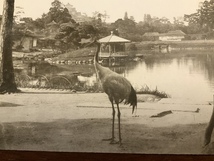 ■送料無料■ 岡山後楽園 鳥 絵葉書 葉書 エンタイア 写真 印刷物 景色 風景 /くNAら/EE-7237_画像2