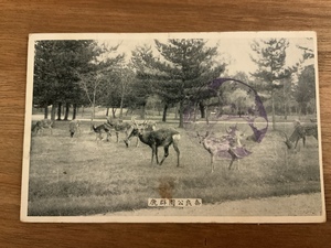 ■送料無料■ 奈良公園群鹿 絵葉書 白黒写真 古葉書 エンタイア 古写真 印刷物 風景 /くNAら/EE-6154