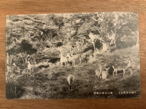 ■送料無料■ 陸前金華山 鹿山公園の群鹿 宮城県 明治 大正 絵葉書 古葉書 エンタイア 古写真 印刷物 風景 /くNAら/EE-4711