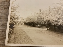 ■送料無料■ 桜 桜花 通り 風景 景色 絵葉書 郵便はがき 古写真 写真 印刷物 /くSIら/FF-1722_画像3