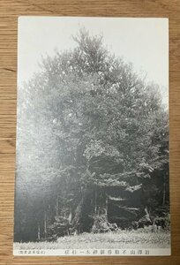 ■送料無料■ 岩沢山不動尊 御神木 桂樹 神社 寺 宗教 風景 景色 木 絵葉書 写真 印刷物 古写真/くNAら/PP-245