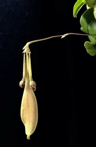 洋蘭原種 (882) 木付き　Bulb. physometrum バルボフィラム　フィソメトラム
