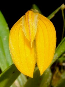 洋蘭原種 (005) パプアのミニチュアバルボ　Bulb. chrysotes バルボフィラム　クリソテス
