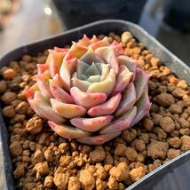 即決価格★多肉植物★エケベリア属★モヒカンスペシャル ★Echeveria 'MOHICAN SPECIAL'★抜き苗　多肉専門VERVE 　_画像3