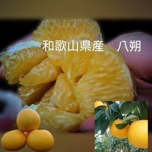お試しに！大特価！　和歌山県産　はっさく　八朔　訳あり　健康　柑橘　雑柑　減農薬　自粛　３キロ