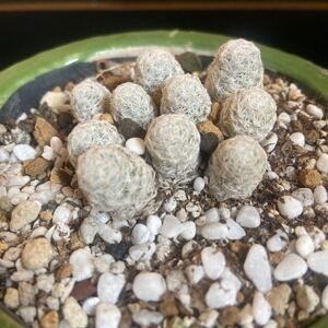 サボテン 多肉植物