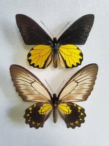 《蝶標本》ボルネオキシタアゲハ(ペア)　ブルネイ産