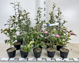 【椿苗 ツバキ 港の曙 3号 15鉢セット】現品