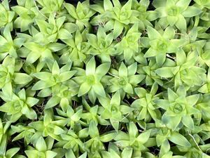 【多肉植物 ハオルチア サラダ菜 抜き株 60株セット】