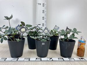 4.【クリスマスローズ MIX 6鉢セット 5号】現品