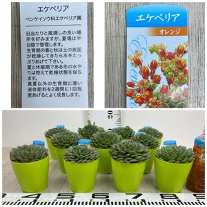【多肉植物 エケベリア 花有 4号 大株 12株セット】現品