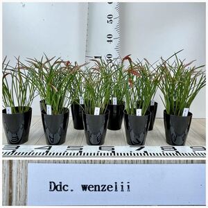 【Ddc.wenzelii デンドロキラム ウェンゼリー レッド 10鉢セット 開花中 現品販売】