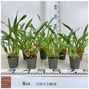 【マキシラリア コクシネア Max.coccinea 原種 8鉢セット 2.5号】開花中