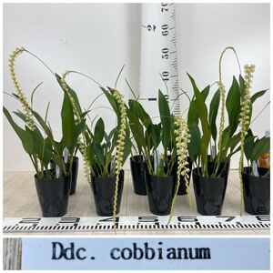 【 Ddc.cobbianum(デンドロキラム コビアナム)10鉢セット 3号】開花中