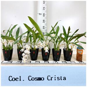 赤【セロジネ コスモ クリスタ 6鉢セット 3.5号鉢 開花中