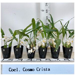 白【セロジネ コスモ クリスタ 6鉢セット 3.5号鉢 開花中