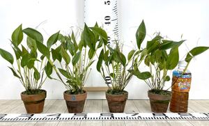 1.【プレウロタリス Pleurothallis viduata 4株セット 原種 開花中】現品販売 送料無料