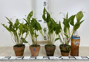 2.【プレウロタリス Pleurothallis viduata 4株セット 原種 開花中】現品販売 送料無料