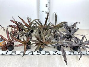 【クリプタンサス MIX 15株セット 3号】現品
