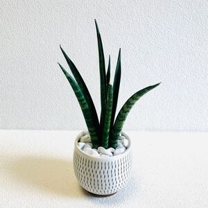 ハイドロカルチャー サンスベリア バキュラリス 小石原焼 飛びかんな 陶器 観葉植物