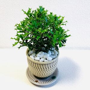 姫柊 姫ヒイラギ 鉢植え 植木鉢 小鹿田焼 受け皿付き 小石原焼 飛びかんな 陶器 観葉植物