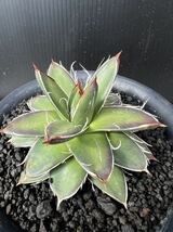 アガベ 王妃笹の雪 A型 Agave 多肉植物_画像1