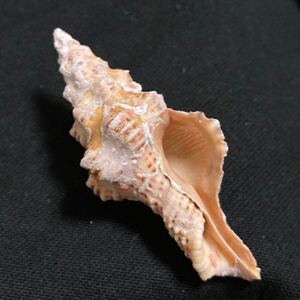 Latirus (Nodolatirus) recurvirostraヘソアキツノマタ　美品　貝　貝殻　標本