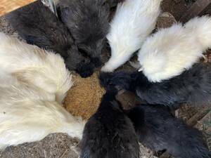 多産系烏骨鶏種卵有精卵孵化用6個