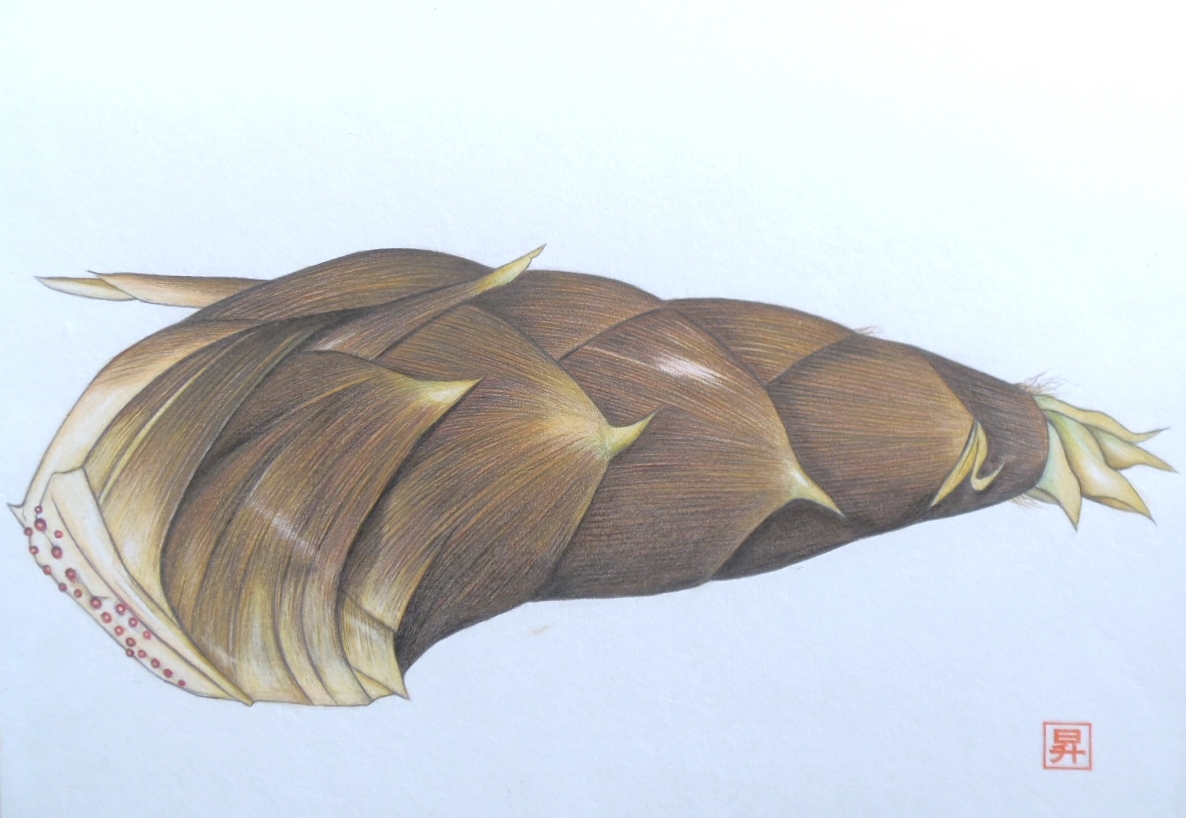 Dessin aux crayons de couleur/Livraison format 80/Dessin alimentaire Pousses de bambou (260×388) Peinture, ouvrages d'art, peinture, Dessin au crayon, Dessin au charbon de bois