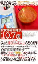 限定1箱！高知県夜須産【とさかみトマト】約3kg 高糖度 夜須のフルーツトマト！！！_画像6