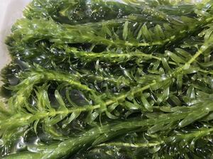 送料無料 アナカリス 20cm以上20本 即決価格 死着保証なし 送料込 無農薬 ザリガニ メダカ 金魚 水草 産卵藻にも エビ冬眠準備にも