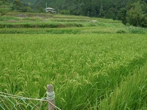 令和３年産 自然農法米 コシヒカリ １０kg　植物性肥料無農薬 愛媛産