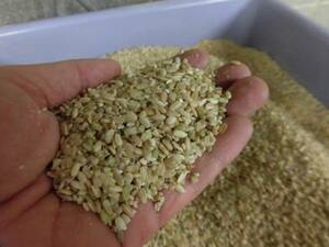 無施肥無農薬栽培小粒、訳あり玄米10ｋｇ,令和3年産 再販売