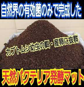 40g. exceeding domestic production Kabuto larva .go Logo ro.... oo common take. floor nature departure . rhinoceros beetle mat! natural. valid . only . finished bacteria mat 