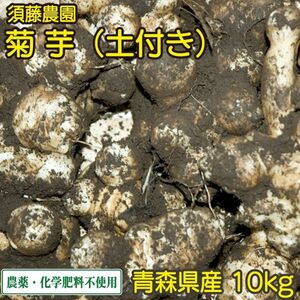 土付き 菊芋 10kg【須藤農園】農薬、化学肥料不使用