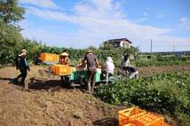 【個数5！】 複数在庫！◆大量！ 【20kg】 富山県上市産 さつまいも 紅はるか 訳あり 規格外等 自然農法 有機栽培 農家直送◆2201-52-56_画像6