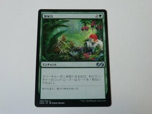 MTG 美品 【繁殖力】 （アンコモン） UMA 日 1枚迄