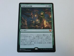 MTG 美品 【生態学的な理解】 （神話レア） STX 日 4枚迄