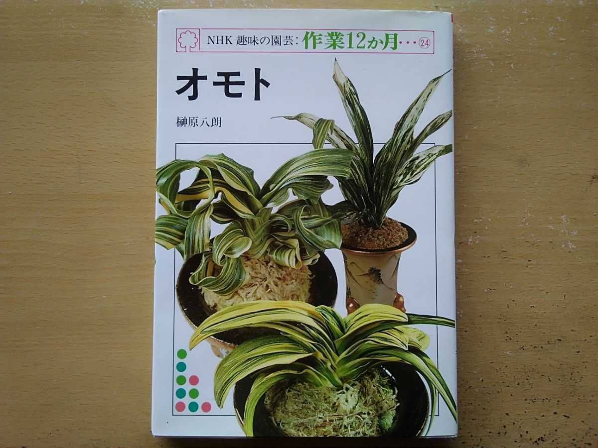 売れ筋 万年青 オモト 萬年青 観賞と栽培 樹石社 期間限定割引b 本 音楽 ゲーム 本 Roe Solca Ec