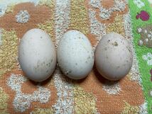 烏骨鶏　東京烏骨鶏　有精卵６個　多産　種卵　受精卵　孵化用　卵_画像9