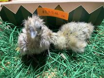 烏骨鶏　東京烏骨鶏　有精卵６個　多産　種卵　受精卵　孵化用　卵_画像2