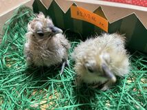 烏骨鶏　東京烏骨鶏　有精卵６個　多産　種卵　受精卵　孵化用　卵_画像10