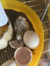 烏骨鶏　東京烏骨鶏　有精卵６個　多産　種卵　受精卵　孵化用　卵_画像7