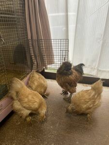 アメリカンシルキー　烏骨鶏　米国　シルキー　有精卵４個　種卵　受精卵　孵化用　有精卵　卵