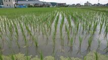 ミネラル豊富な地下水で減農薬栽培コシヒカリ　生産者直送　白米　精米したて2キロ　令和3年産新米　8_画像3