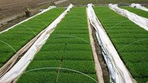 ミネラル豊富な地下水で減農薬栽培コシヒカリ　生産者直送　白米　精米したて2キロ　令和3年産新米　8_画像4