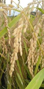 令和３年度　三重県産　もち米　玄米　5kg　減農薬　あゆみもち　色彩選別機使用