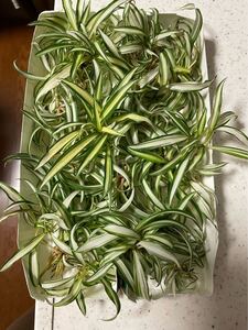 オリヅルラン 観葉植物 オリヅルランの子株 大量 簡単に増える おしゃれ 初心者向け