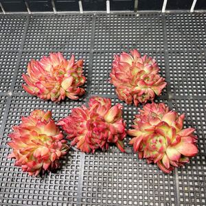 多肉植物 エケベリア フロリディティ 多肉植物 (大群生)